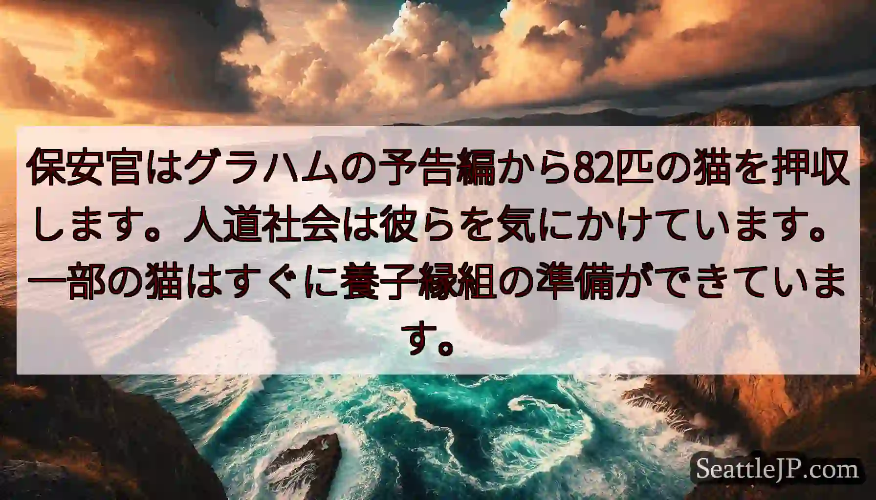 保安官はグラハムの予告編から82匹の猫を押収します。人道社会は彼らを気にかけています。一部の猫はすぐ