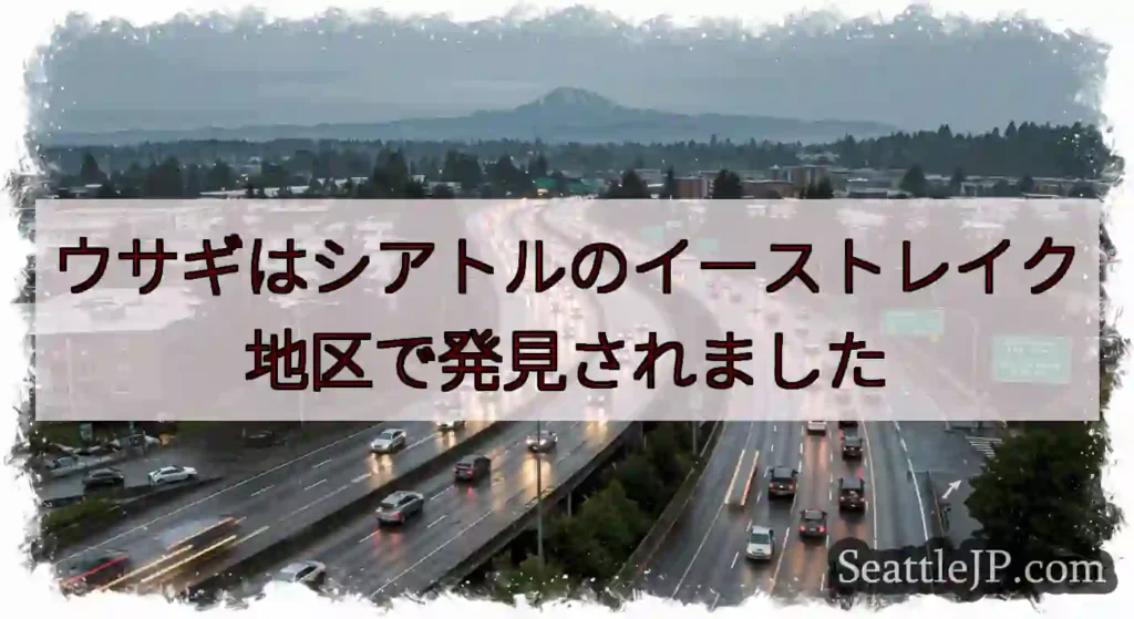 ウサギはシアトルのイーストレイク地区で発見されました