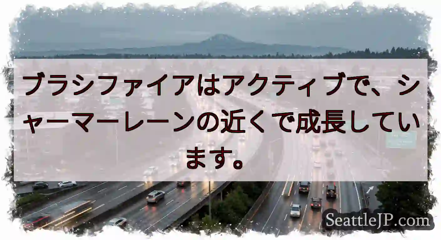 ブラシファイアはアクティブで、シャーマーレーンの近くで成長しています。
