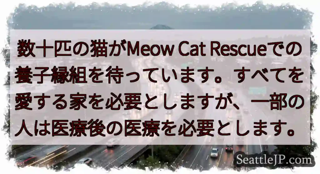 数十匹の猫がMeow Cat