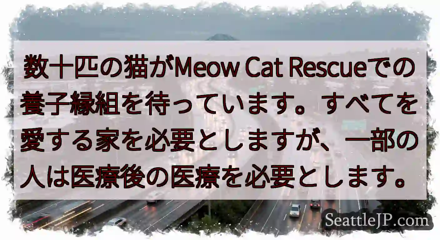 数十匹の猫がMeow Cat