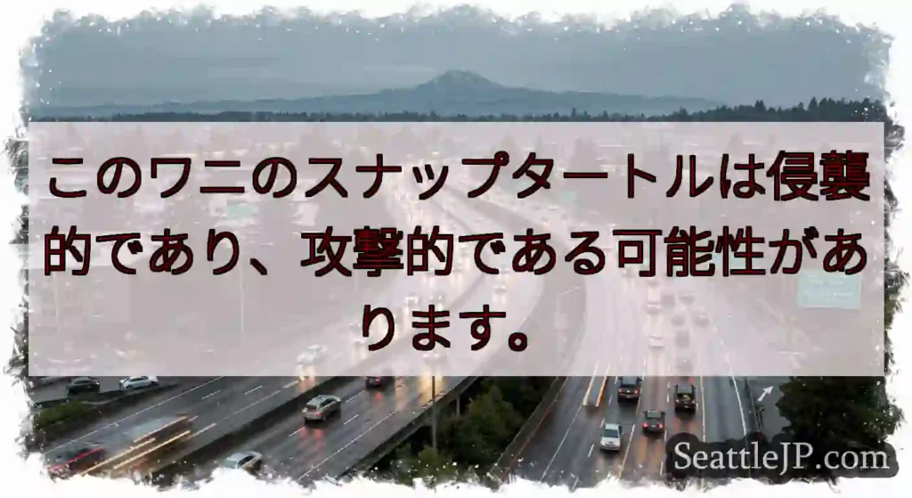 このワニのスナップタートルは侵襲的であり、攻撃的である可能性があります。