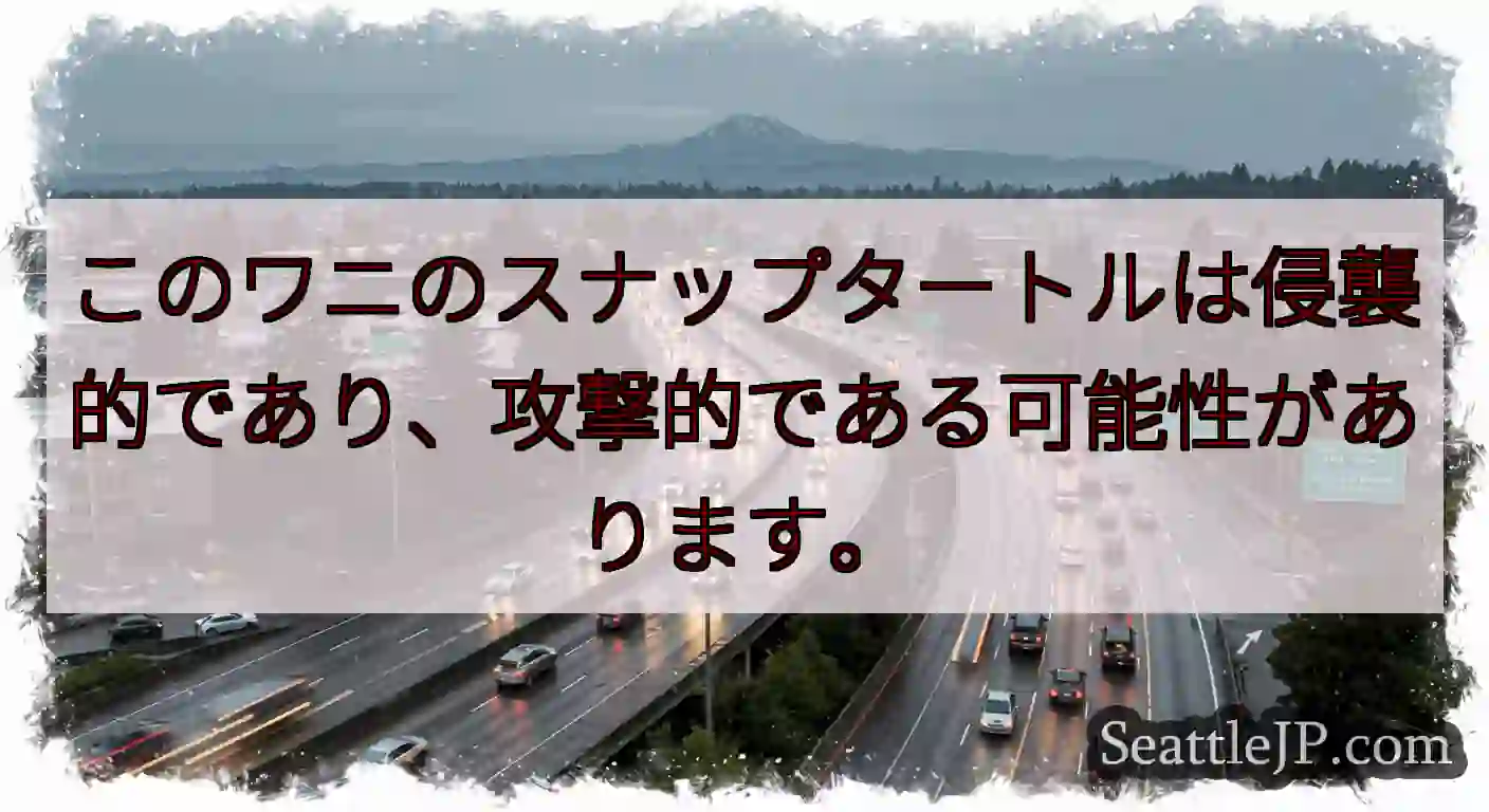 このワニのスナップタートルは侵襲的であり、攻撃的である可能性があります。