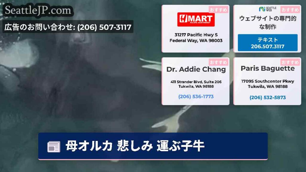 シアトルニュース 4 母オルカ 悲しみ 運ぶ子牛