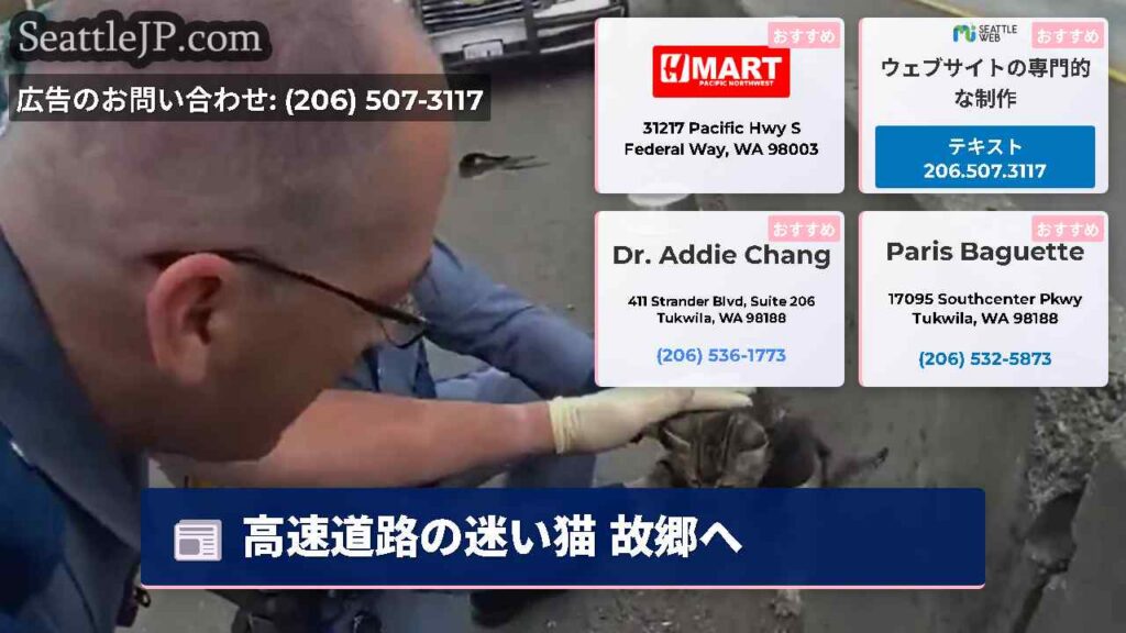 高速道路の迷い猫 故郷へ