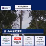 山林 枯死 深刻