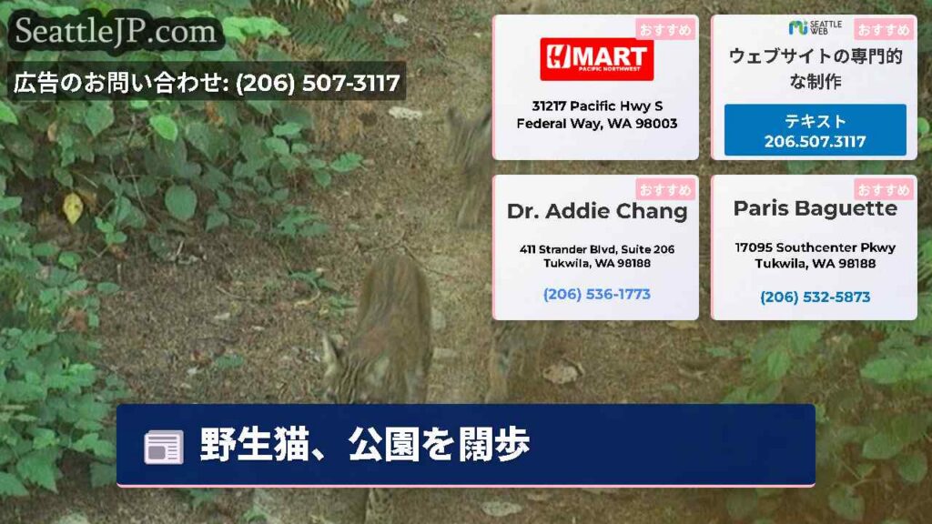 シアトルニュース 1 野生猫、公園を闊歩