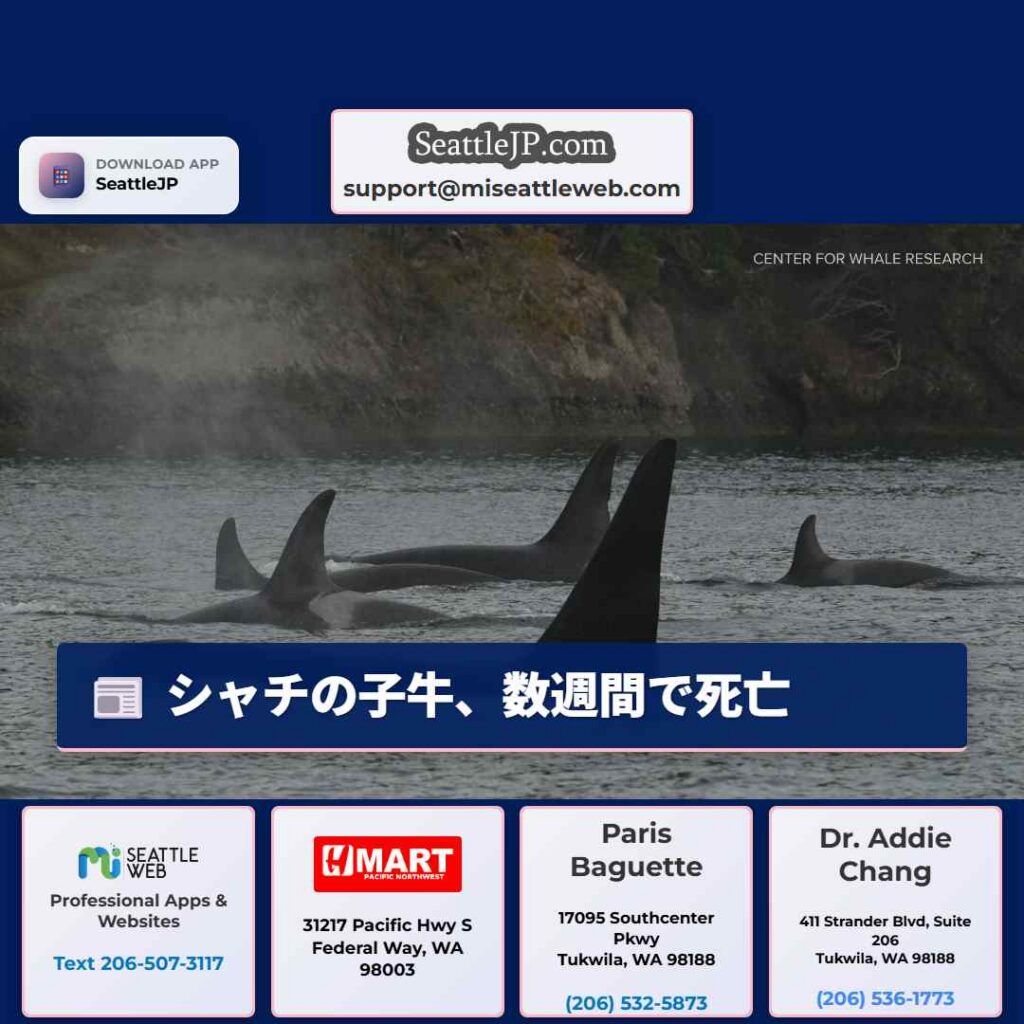 シャチの子牛、数週間で死亡