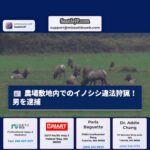 カーネーション農場敷地内でのイノシシ違法狩猟、男を逮捕 – 安全確保と自然保護への課題