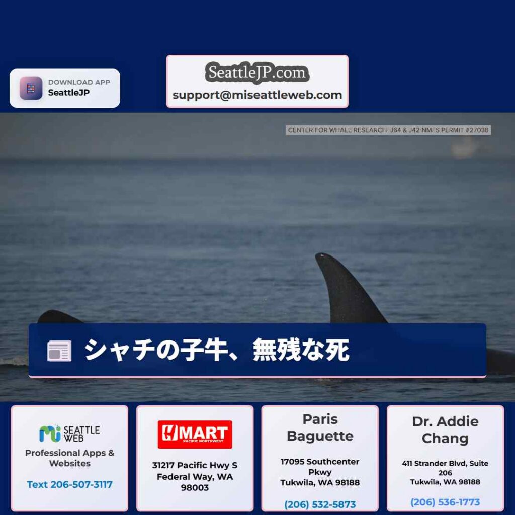 シャチの子牛、無残な死