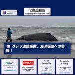 クジラ遭難事故、海洋保護への警鐘！