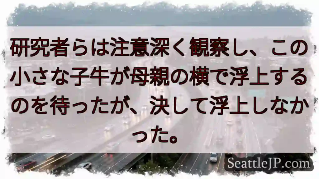研究者らは注意深く観察し、この小さな子牛が母親の横で浮上するのを待ったが、決して浮上しなかった。