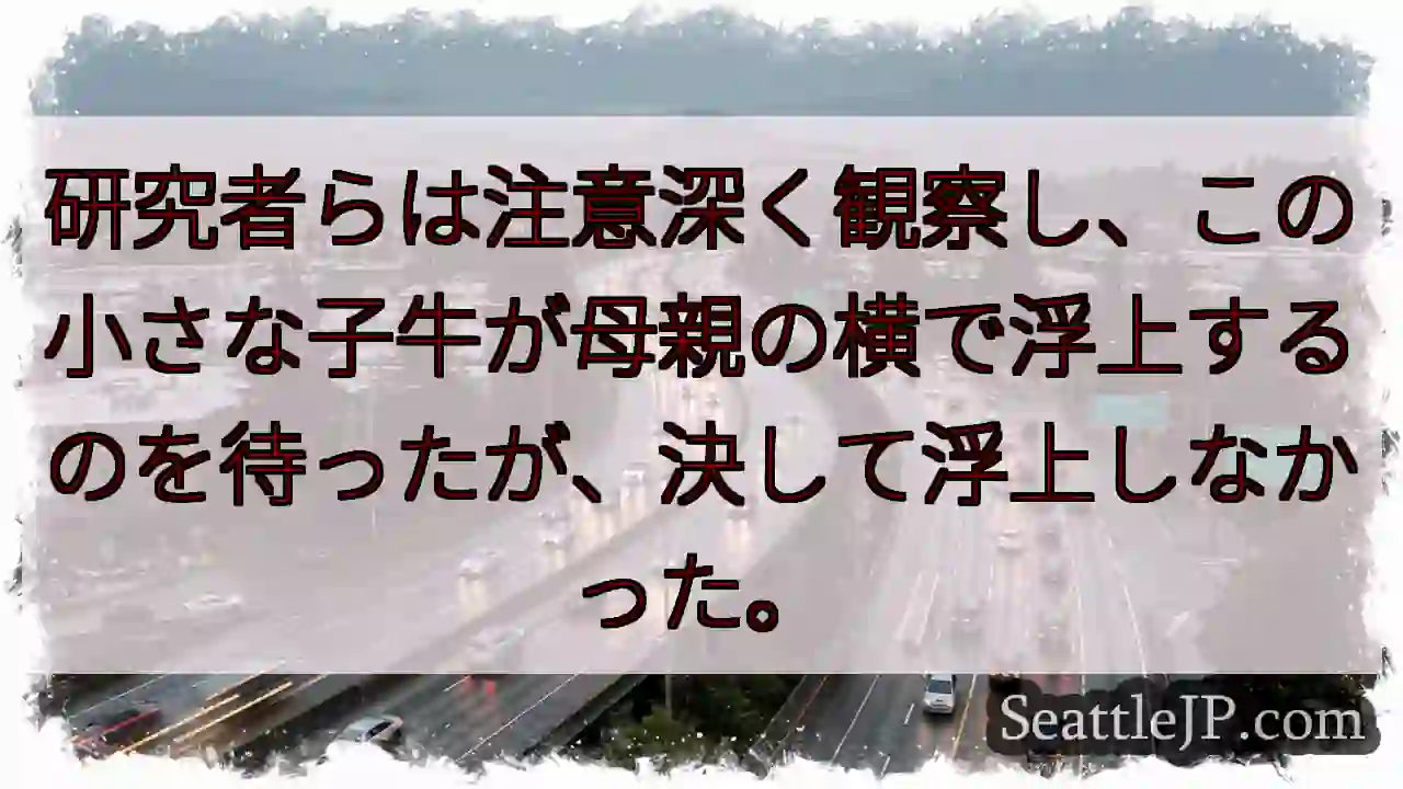 研究者らは注意深く観察し、この小さな子牛が母親の横で浮上するのを待ったが、決して浮上しなかった。