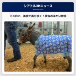 ミニチュアロバ、凍傷と足の切断を乗り越え、カスタム義肢で再び歩く：シアトル近郊の家族の温かい物語