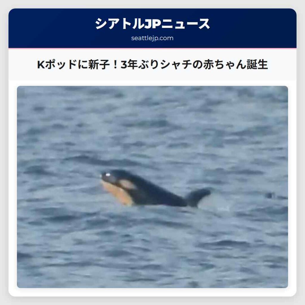 Kポッドに新子！3年ぶりシャチの赤ちゃん誕生