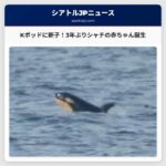 Kポッドに3年ぶりの新子誕生 – パゲットサウンドでシャチの赤ちゃん目撃