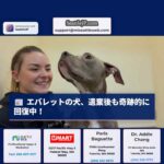 エバレットで発見された犬、遺棄後も回復中 – 愛護団体が支援を呼びかけ