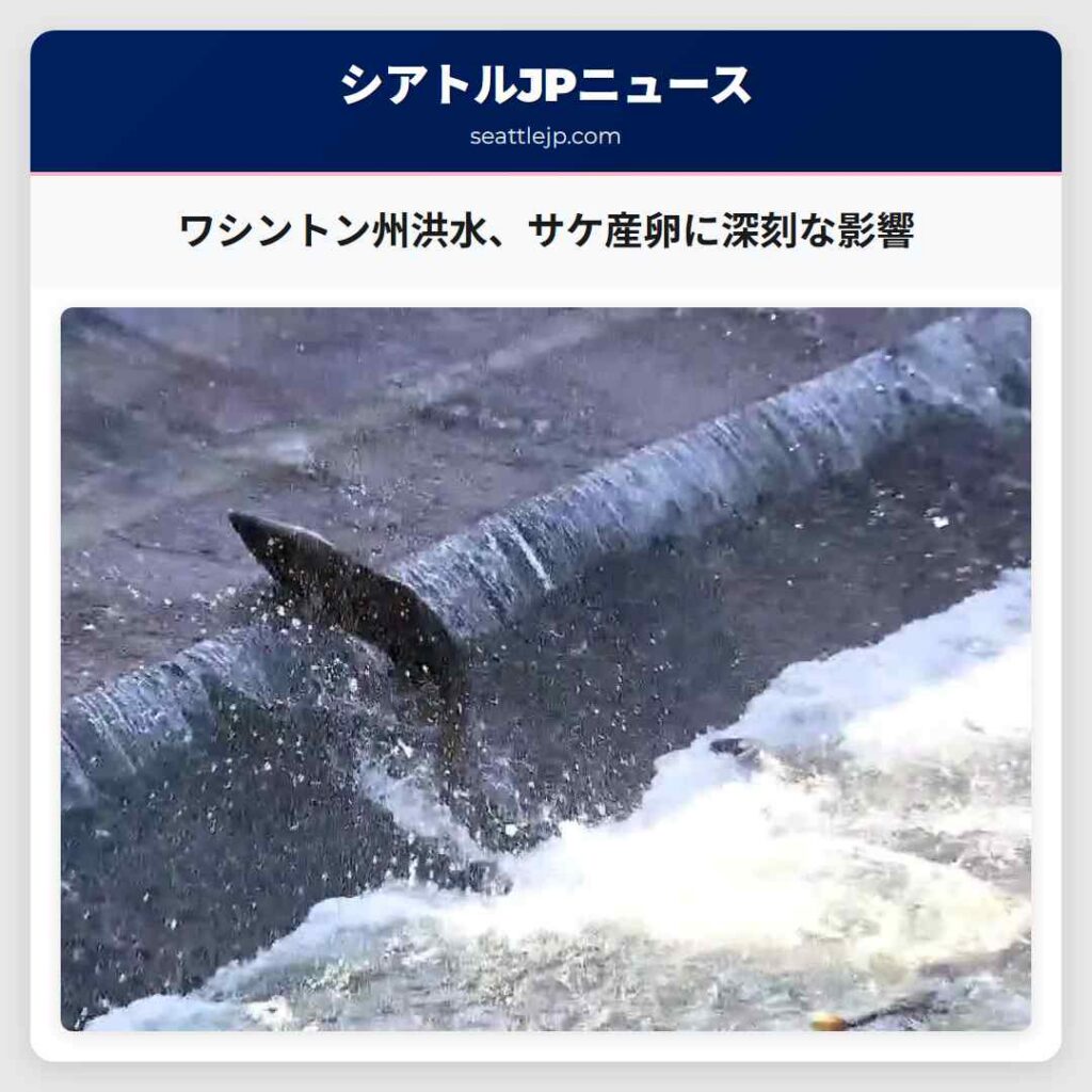 ワシントン州洪水、サケ産卵に深刻な影響