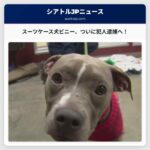 エバレットでスーツケースに閉じ込められた犬、容疑者が逮捕へ