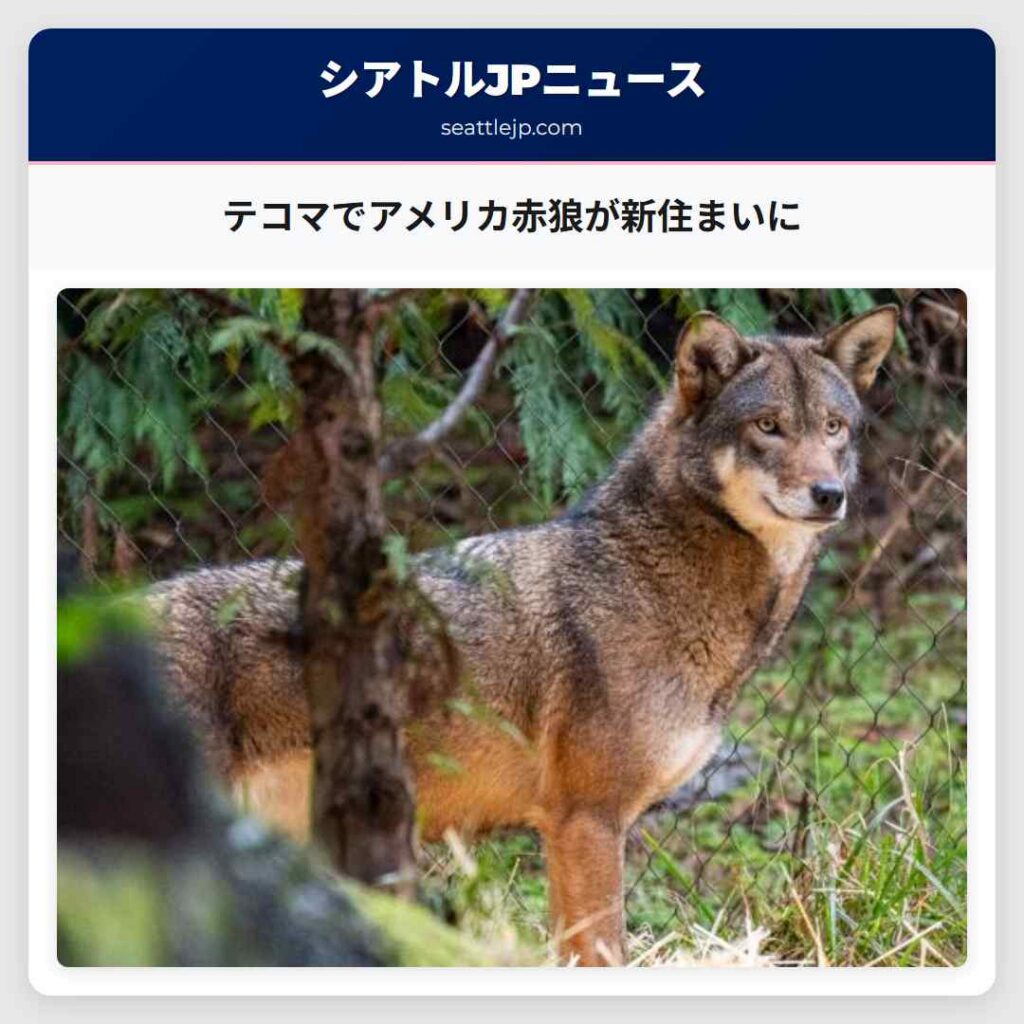 テコマでアメリカ赤狼が新住まいに