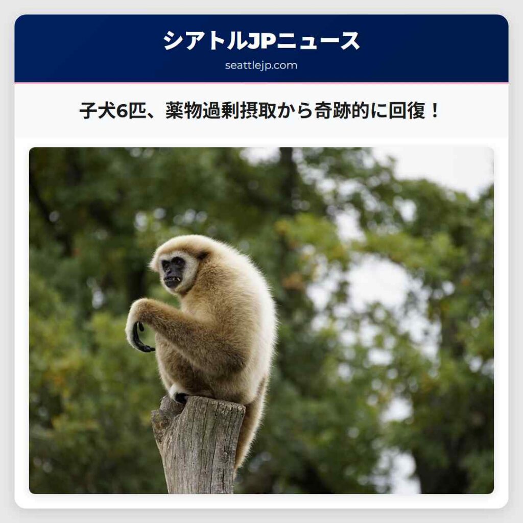 子犬6匹、薬物過剰摂取から奇跡的に回復！