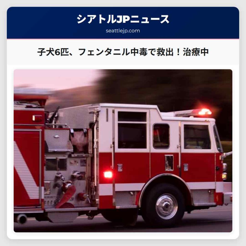 子犬6匹、フェンタニル中毒で救出！治療中