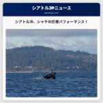 シアトル沖でシャチの群れ、迫力あるパフォーマンスを披露