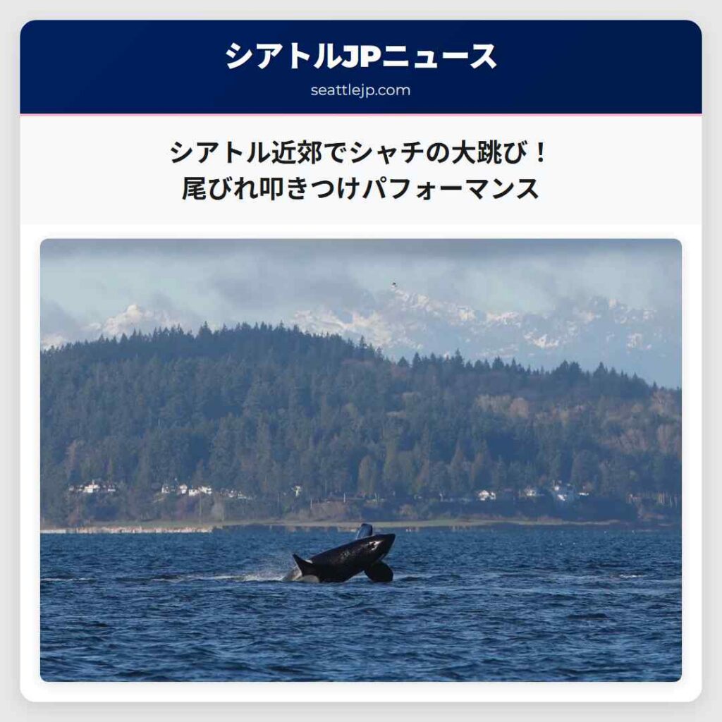 シアトル近郊でシャチの大跳び！尾びれ叩きつけパフォーマンス