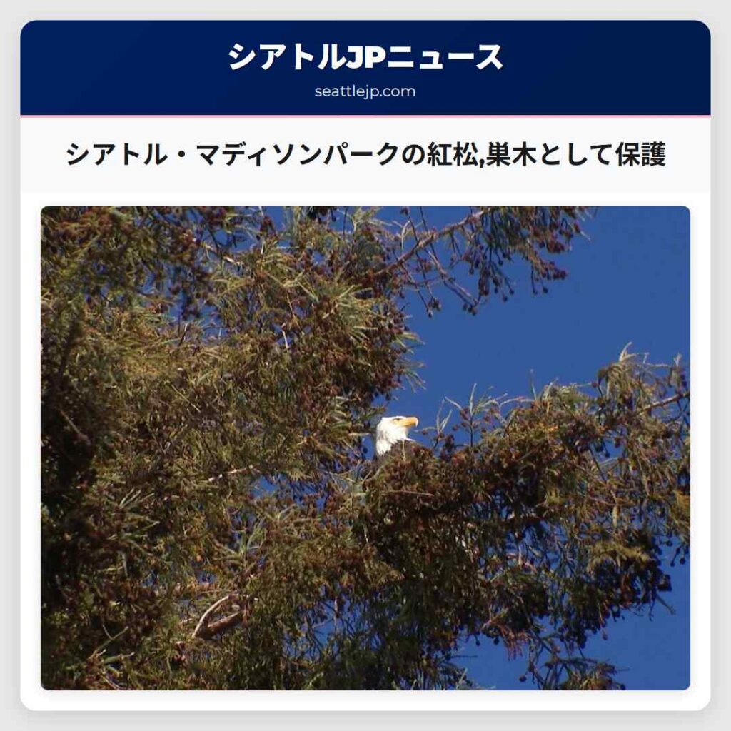 シアトル・マディソンパークの紅松,巣木として保護