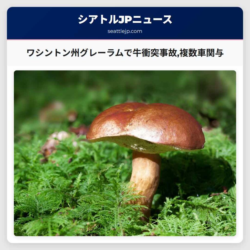 ワシントン州グレーラムで牛衝突事故,複数車関与