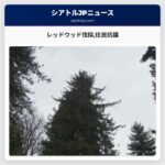 レッドウッド伐採の戦いが本格化 住宅開発計画が住民抗議を巻き起こす