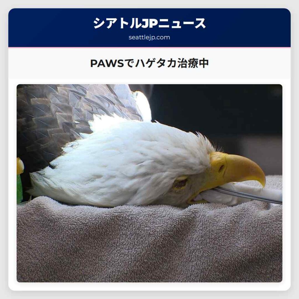 PAWSでハゲタカ治療中
