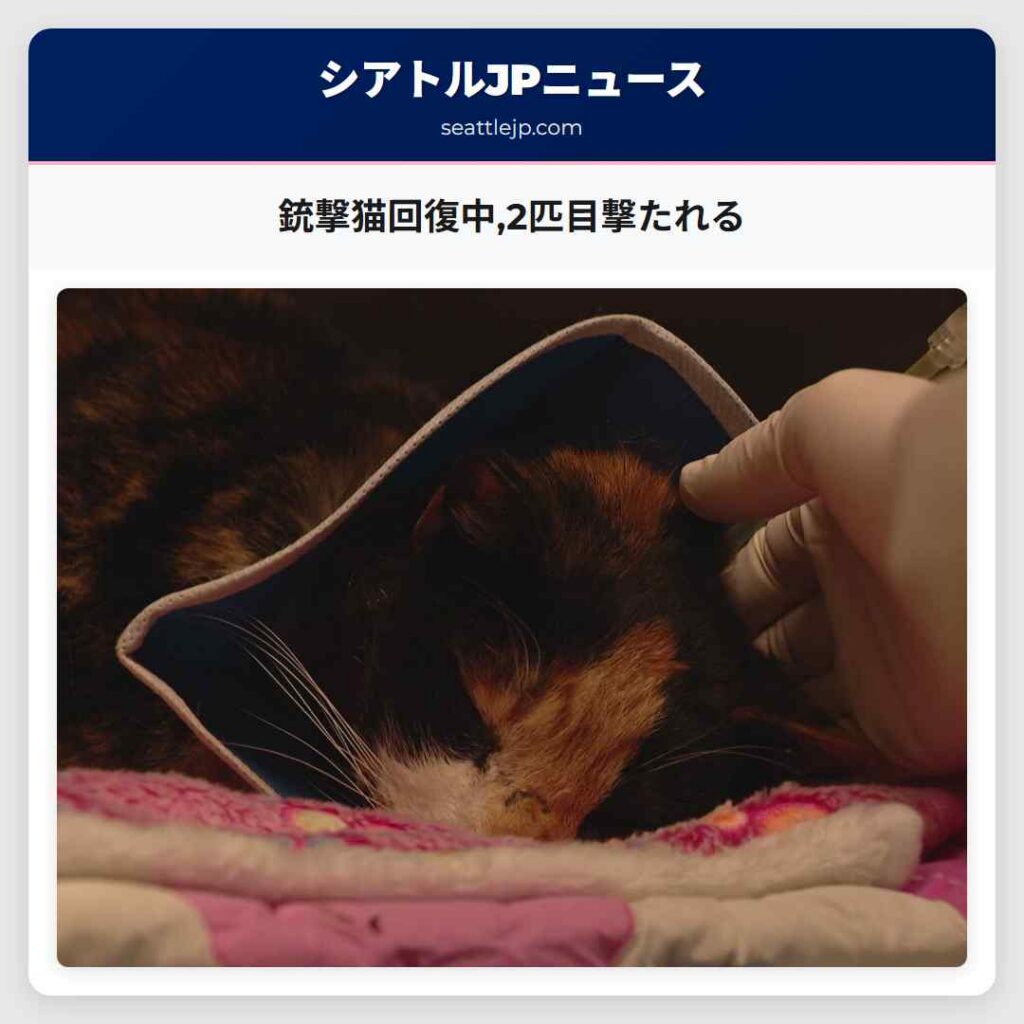 銃撃猫回復中,2匹目撃たれる