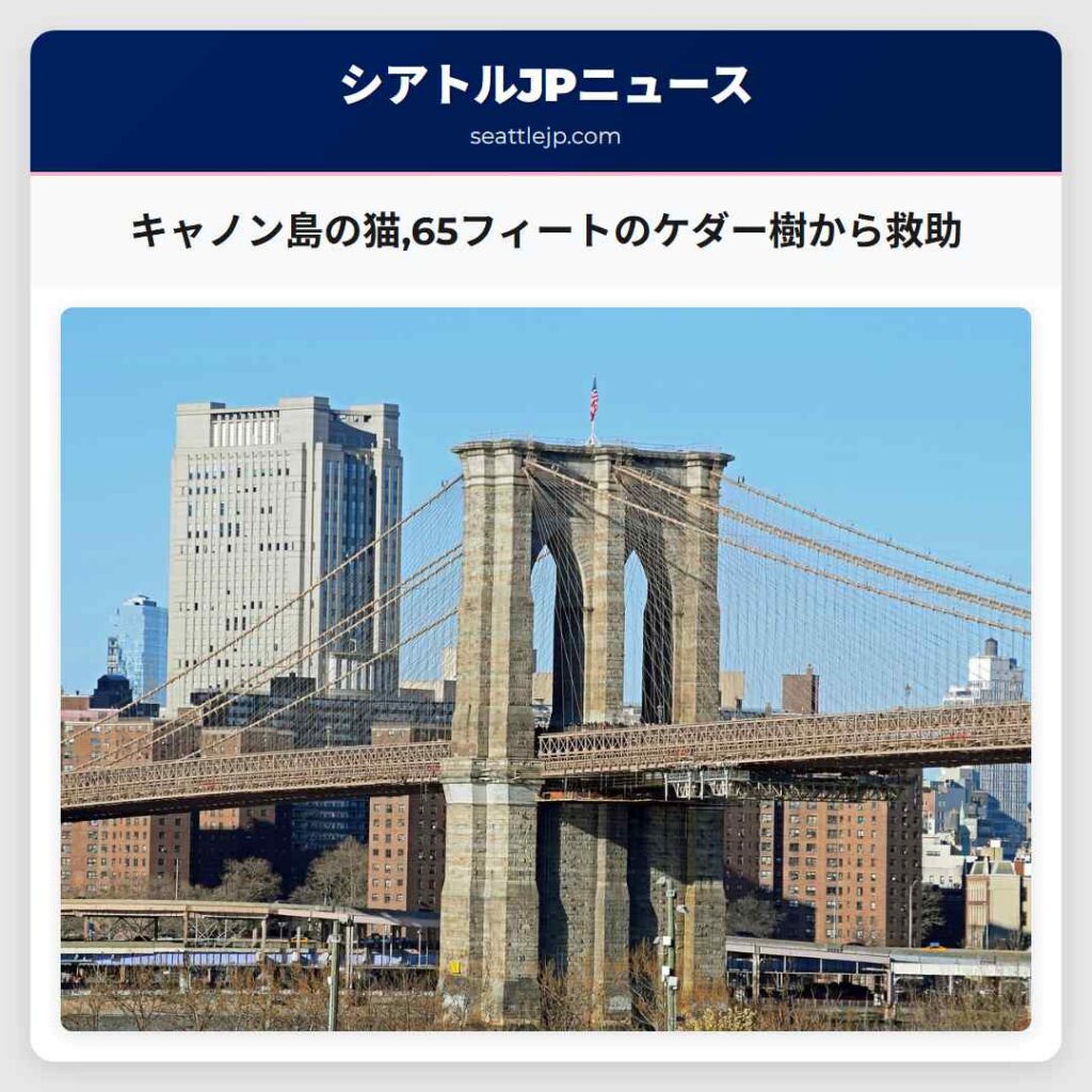 キャノン島の猫,65フィートのケダー樹から救助