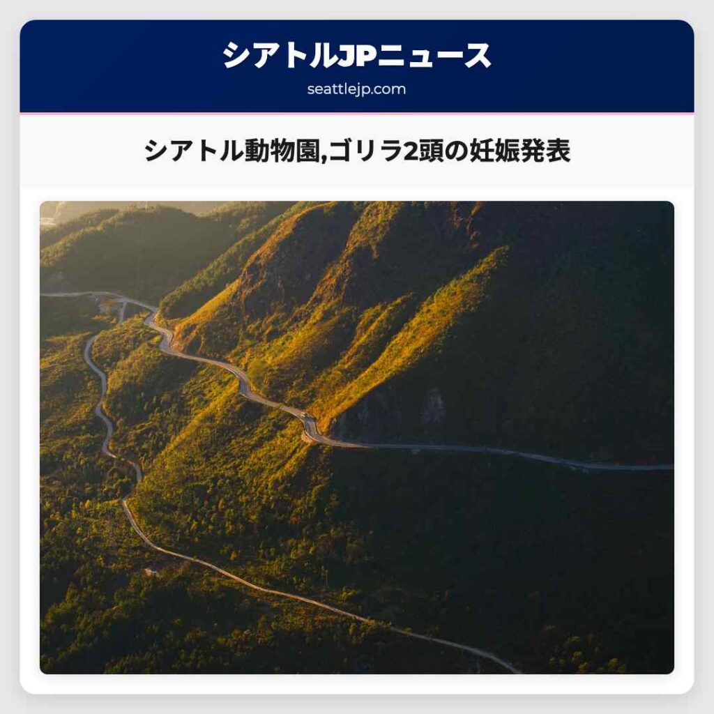 シアトル動物園,ゴリラ2頭の妊娠発表