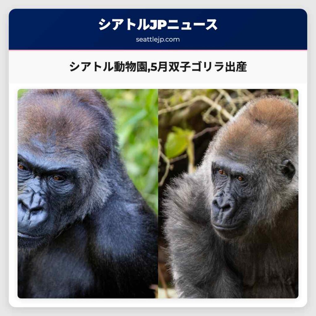 シアトル動物園,5月双子ゴリラ出産
