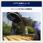 ワシントン州で新たな蜂の種が発見される