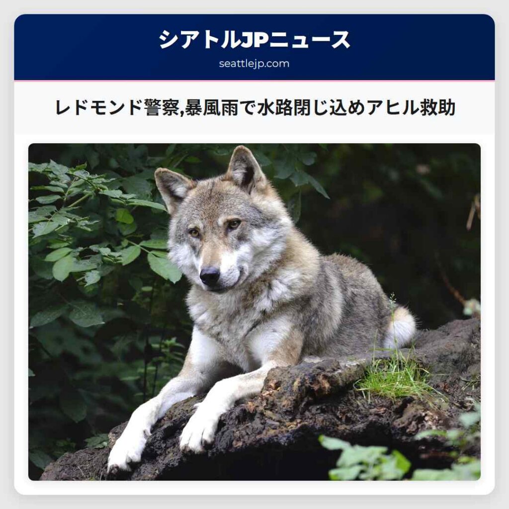 レドモンド警察,暴風雨で水路閉じ込めアヒル救助