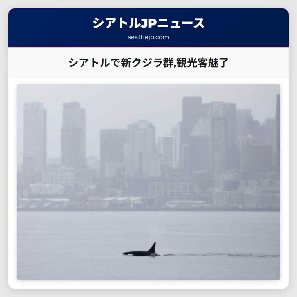 シアトルで新クジラ群,観光客魅了