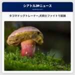 タコマドッグトレーナー犬同士ファイトで起訴