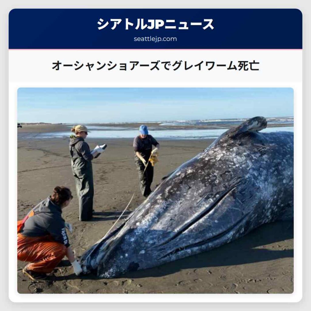 オーシャンショアーズでグレイワーム死亡