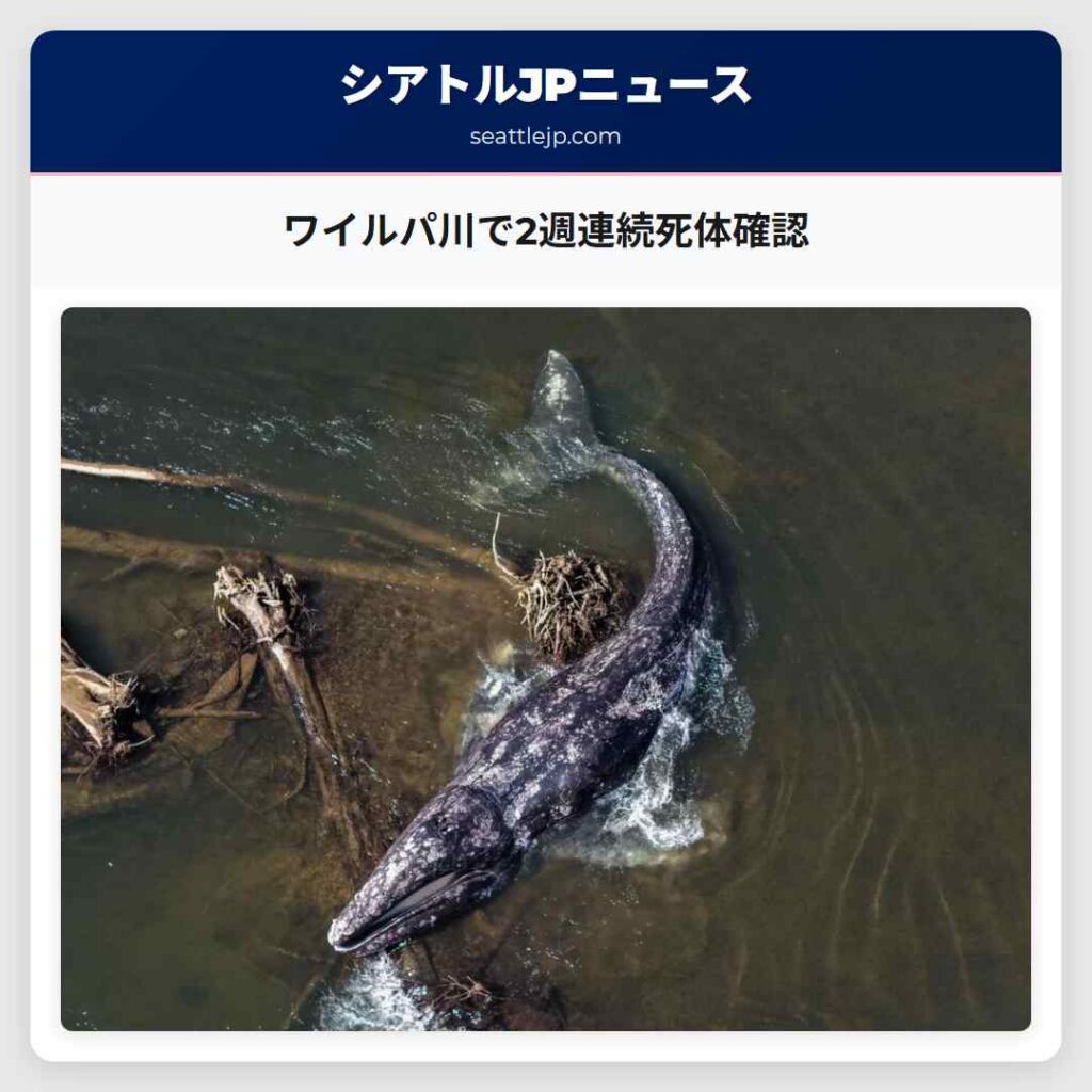 ワイルパ川で2週連続死体確認