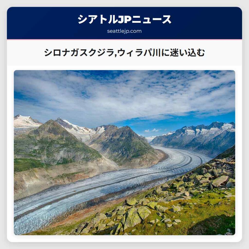 シロナガスクジラ,ウィラパ川に迷い込む