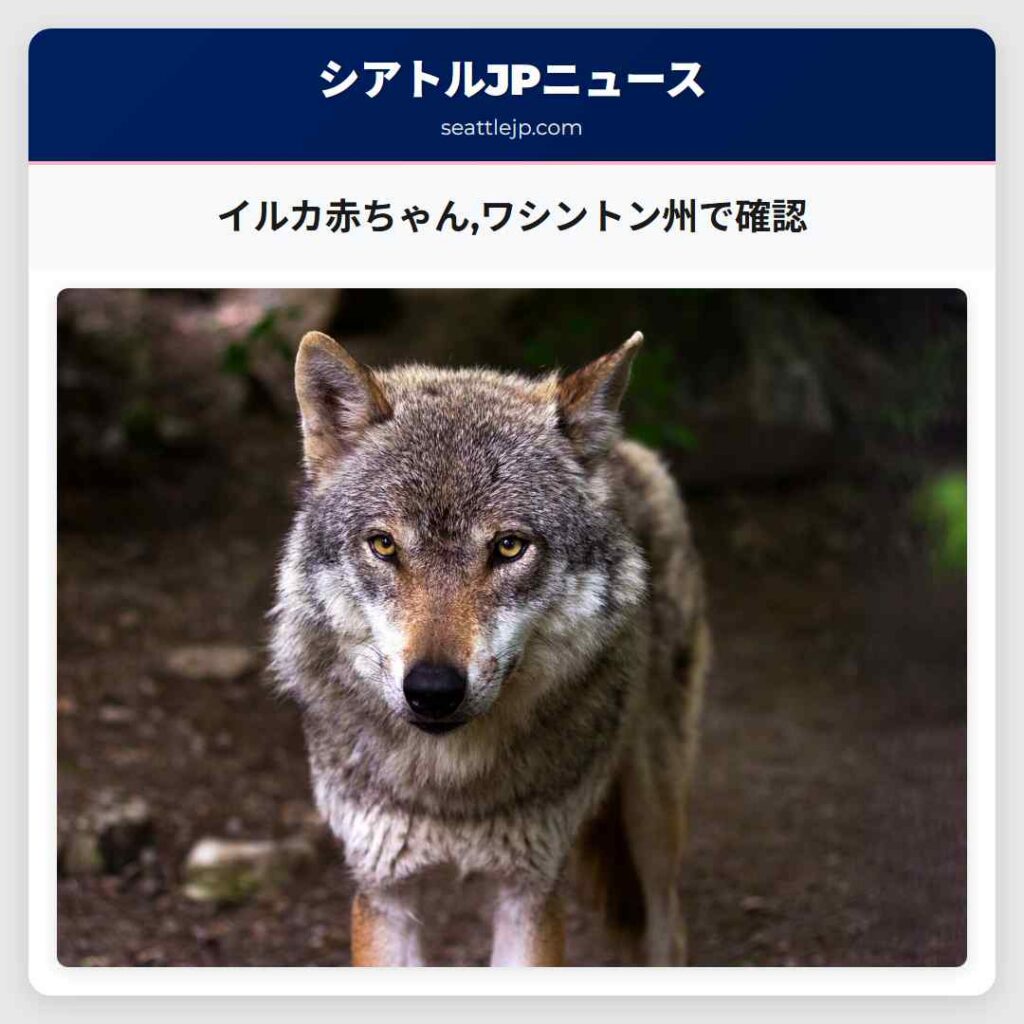 イルカ赤ちゃん,ワシントン州で確認