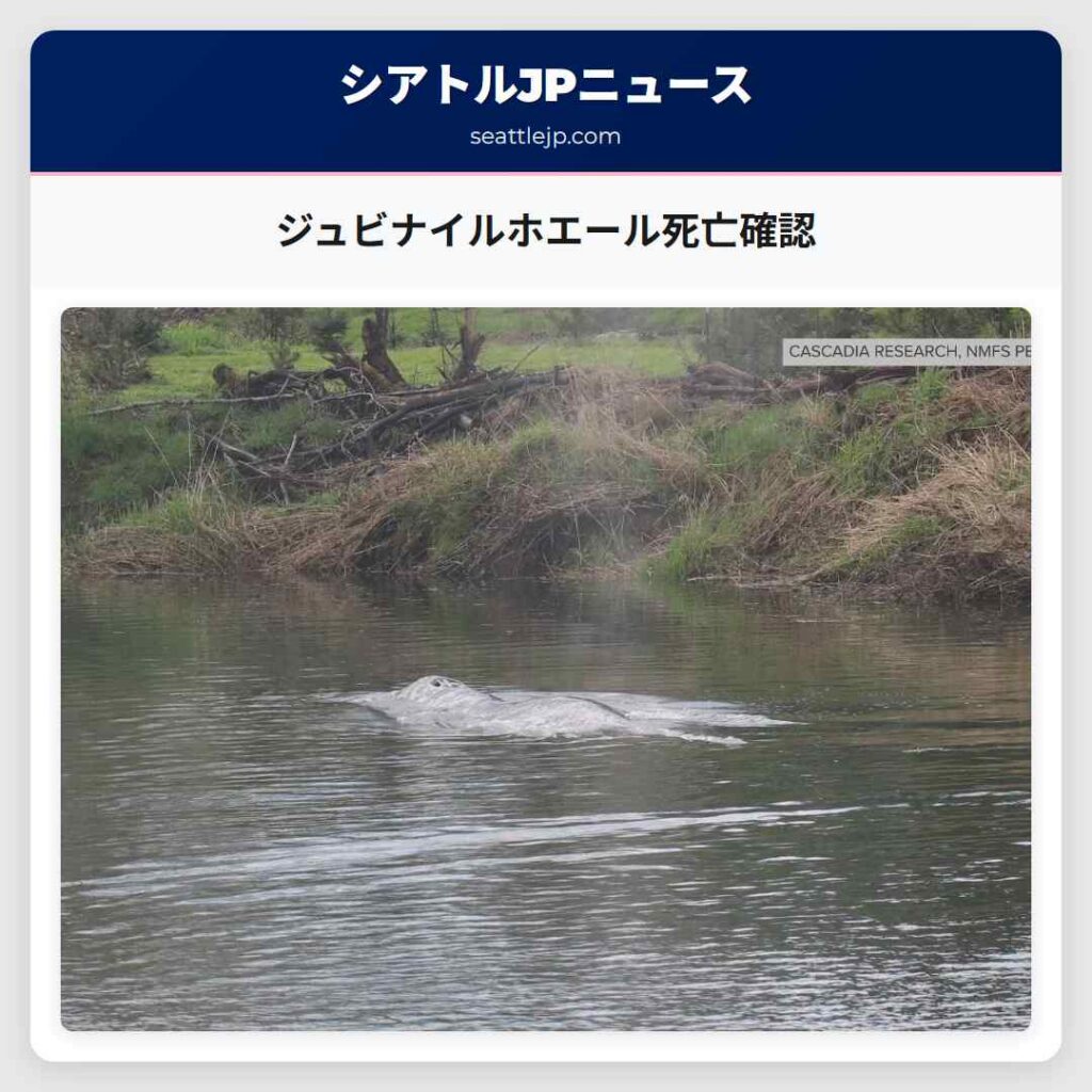 ジュビナイルホエール死亡確認