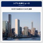 1か月で100匹のネコの子保護