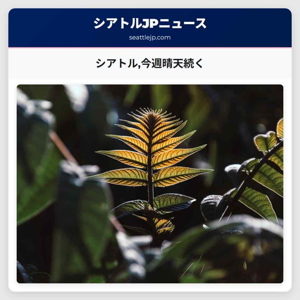 シアトル,今週晴天続く