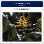 シアトル今週晴天続く