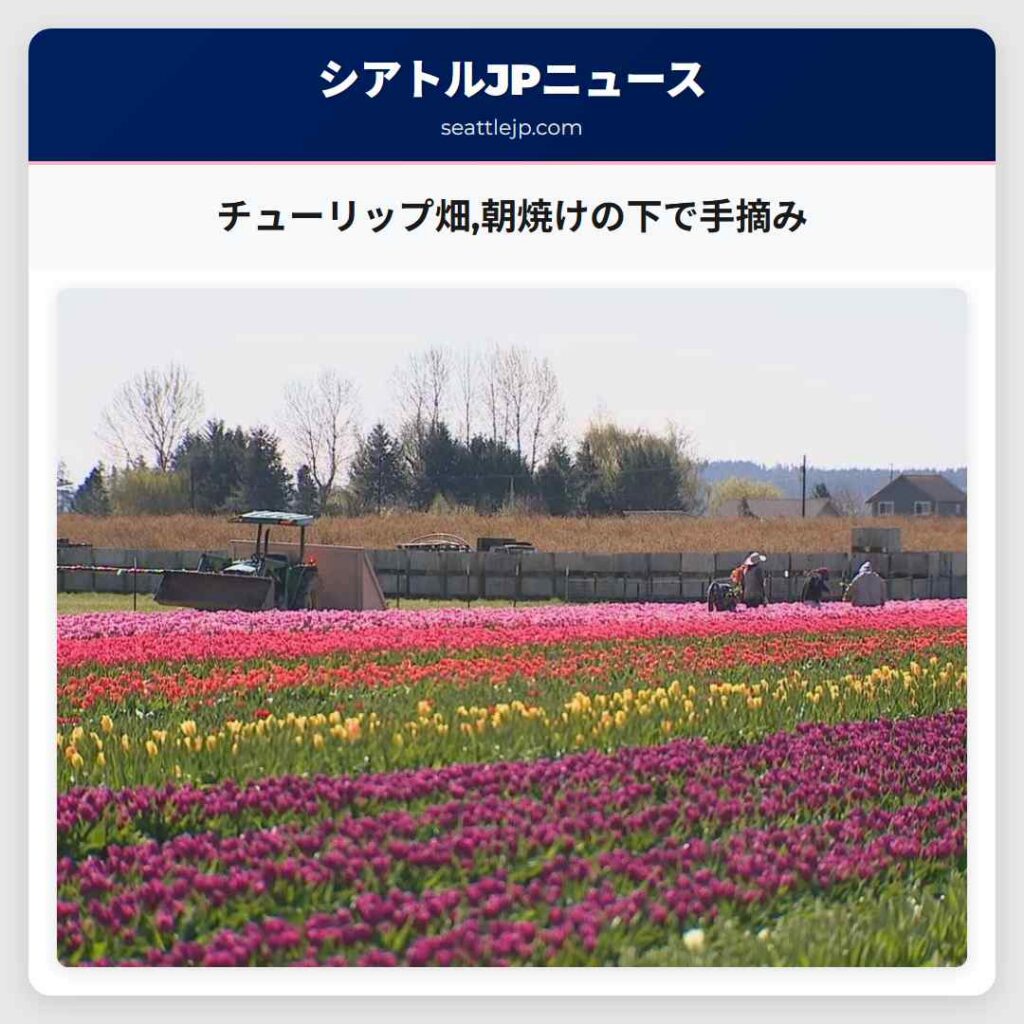 チューリップ畑,朝焼けの下で手摘み