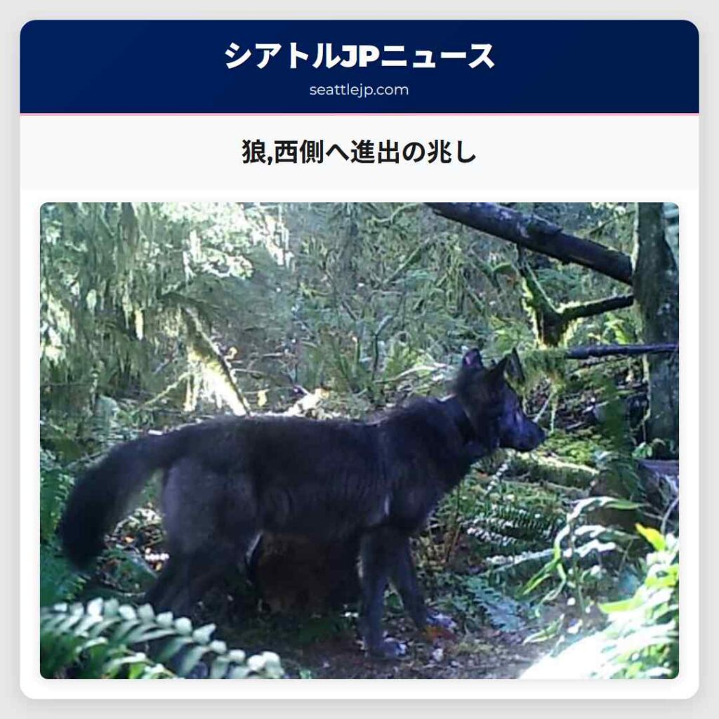 狼,西側へ進出の兆し